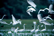 Brazil-Pantanal-Pantanal - Wildlife Safari